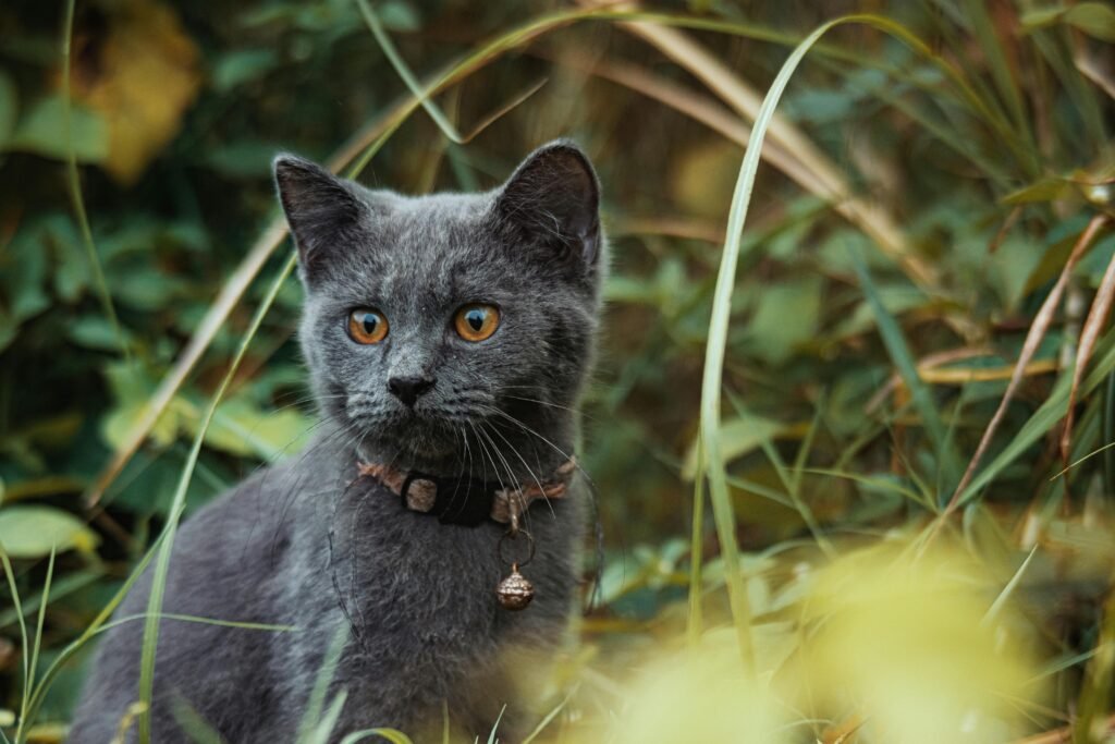 Adorable Russian Blue Cat: 7 Things You Need to Know 2 pexels ian panelo 17988000