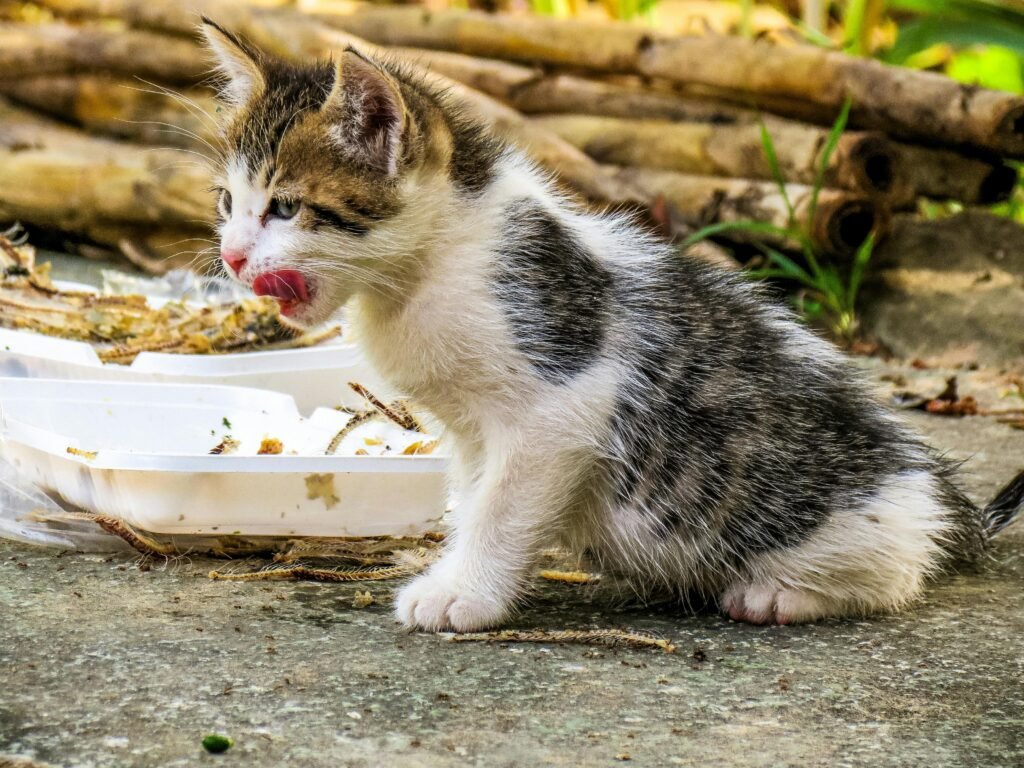 The Importance of Best Cat Food in 2025: A Guide to Feline Nutrition 1 cat food