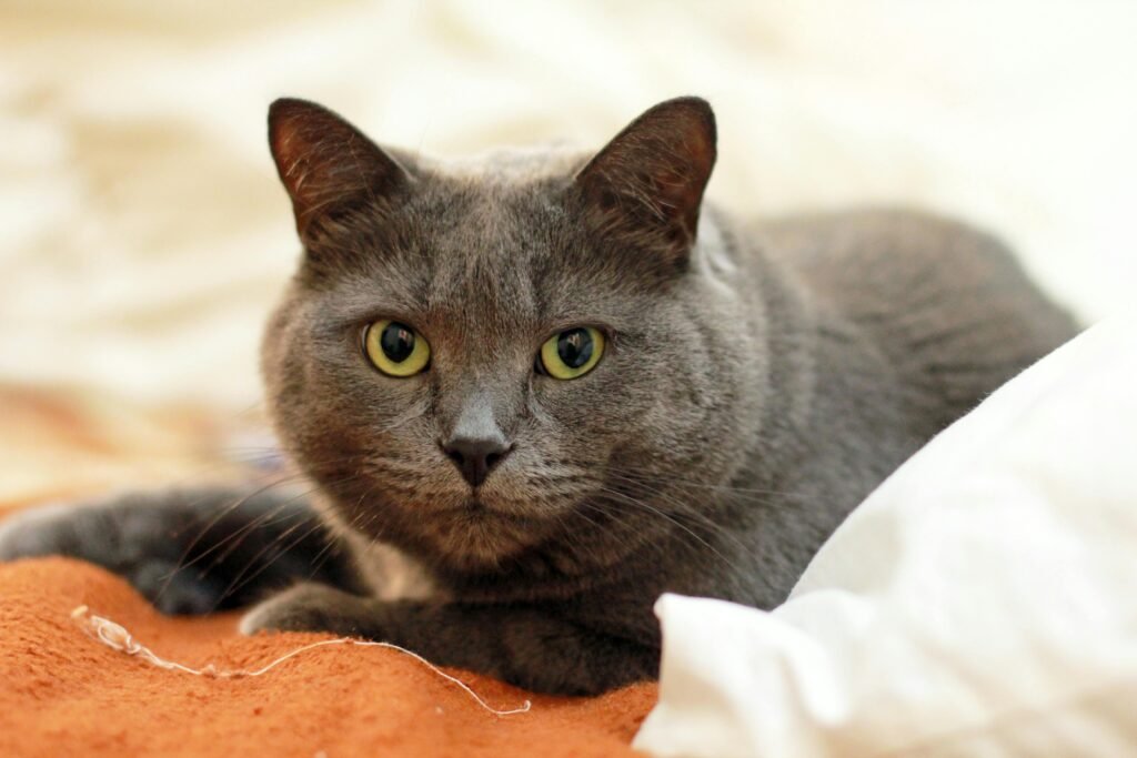 Adorable Russian Blue Cat: 7 Things You Need to Know 1 Russian blue cat