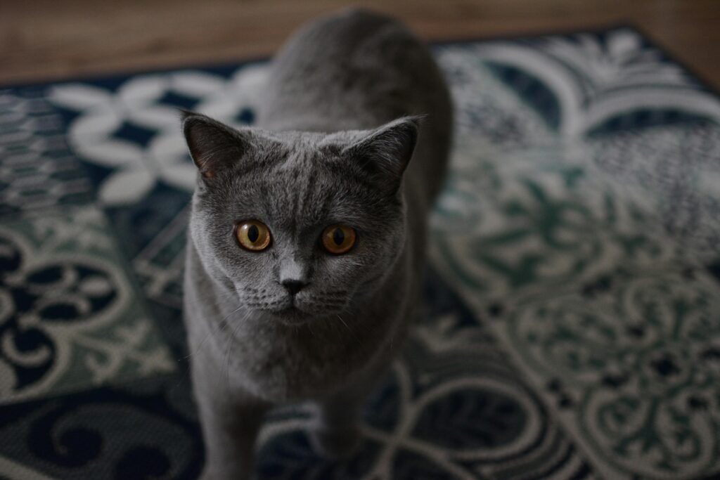 British Shorthair Cats: 7 Things Complete Guide to Traits and Care 1 british shorthair cat