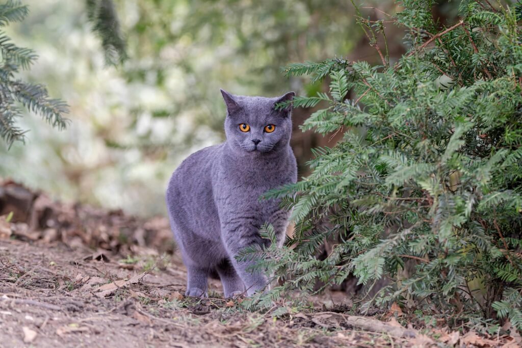British Shorthair Cats: 7 Things Complete Guide to Traits and Care 2 british shorthair cat